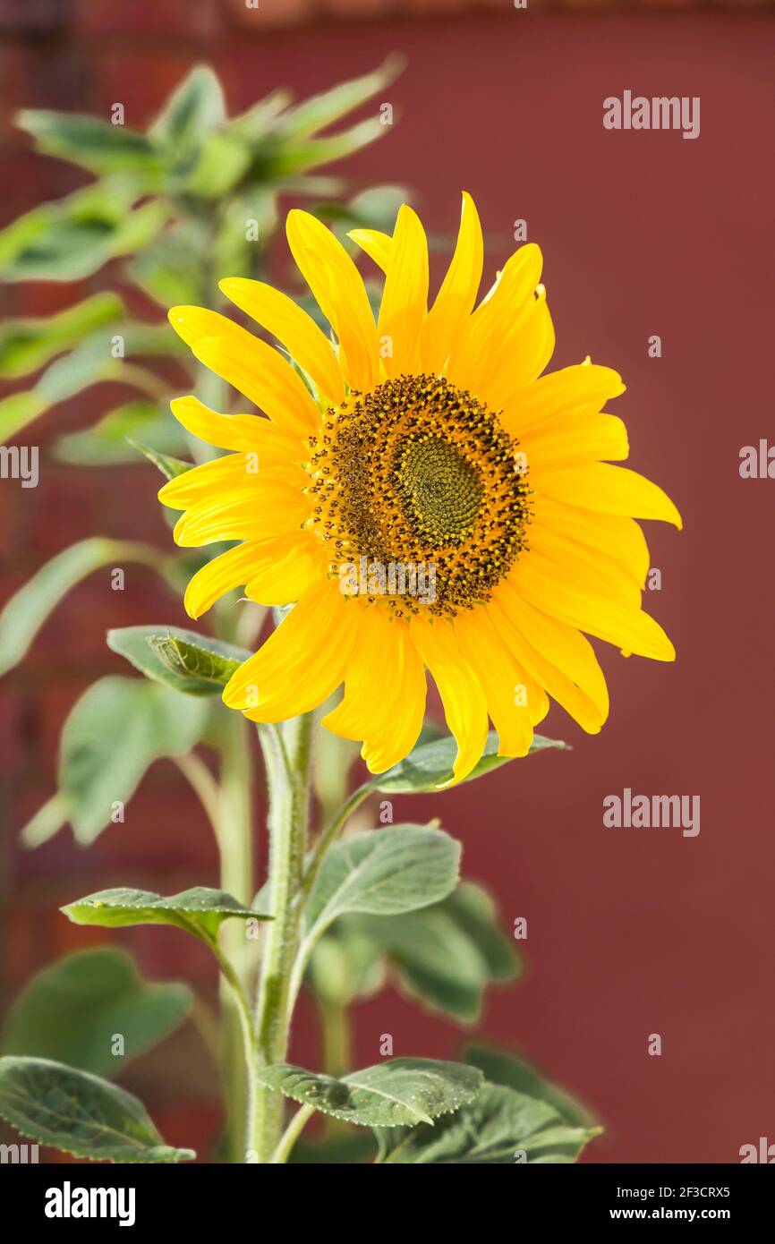 Detalle de cabeza de girasol fotografías e imágenes de alta resolución -  Alamy