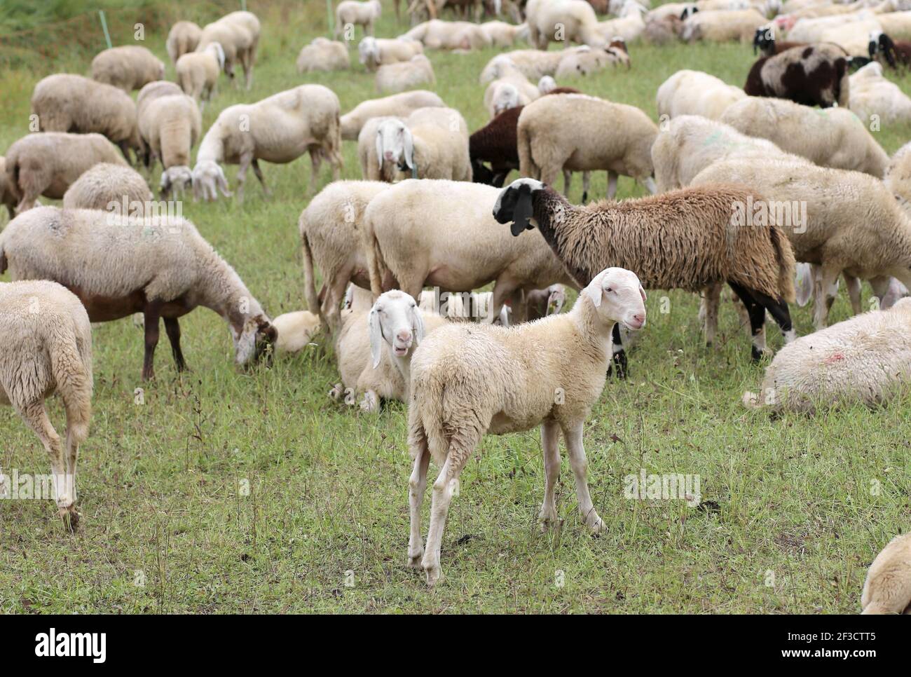 LA INMUNIDAD de la manada contra enfermedades y virus representó como muchos ovejas pastando Foto de stock