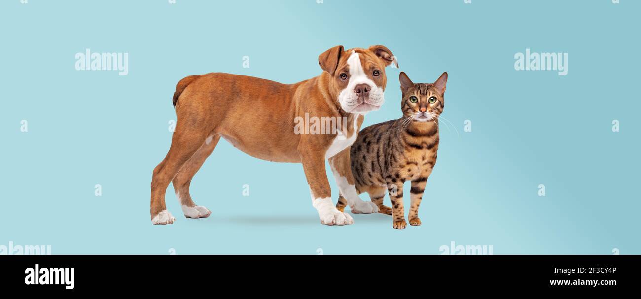 cachorro de bulldog y un gato tabby de pie delante de un fondo azul claro ambos mirando a la cámara Foto de stock