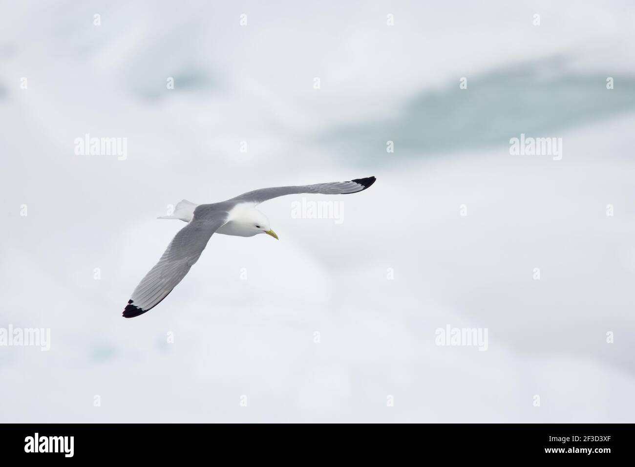 Kittiwake - en vuelo sobre el mar iceLarus tridactyla Svalbard (Spitsbergen) Noruega BI016941 Foto de stock