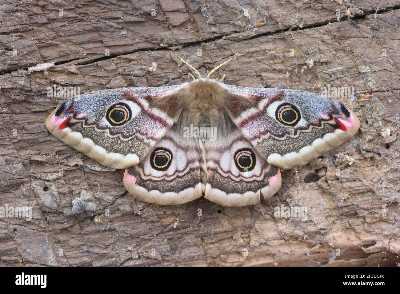 Pequeño Emperador Moth, Saturnia pavonia Mujer con alas abiertas mostrando sus cuatro cazuelas Foto de stock