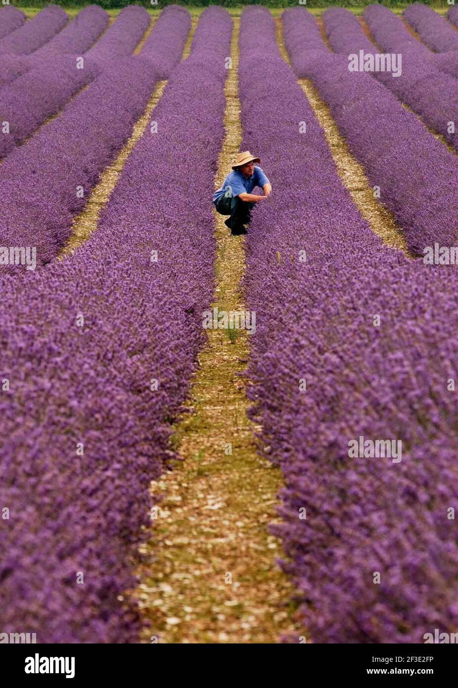 WILLIAM ALEXANDER EN UNO DE SUS CAMPOS DE LAVANDA EN EL SUYO GRANJA EN KENT.13/7/04 PILSTON Foto de stock