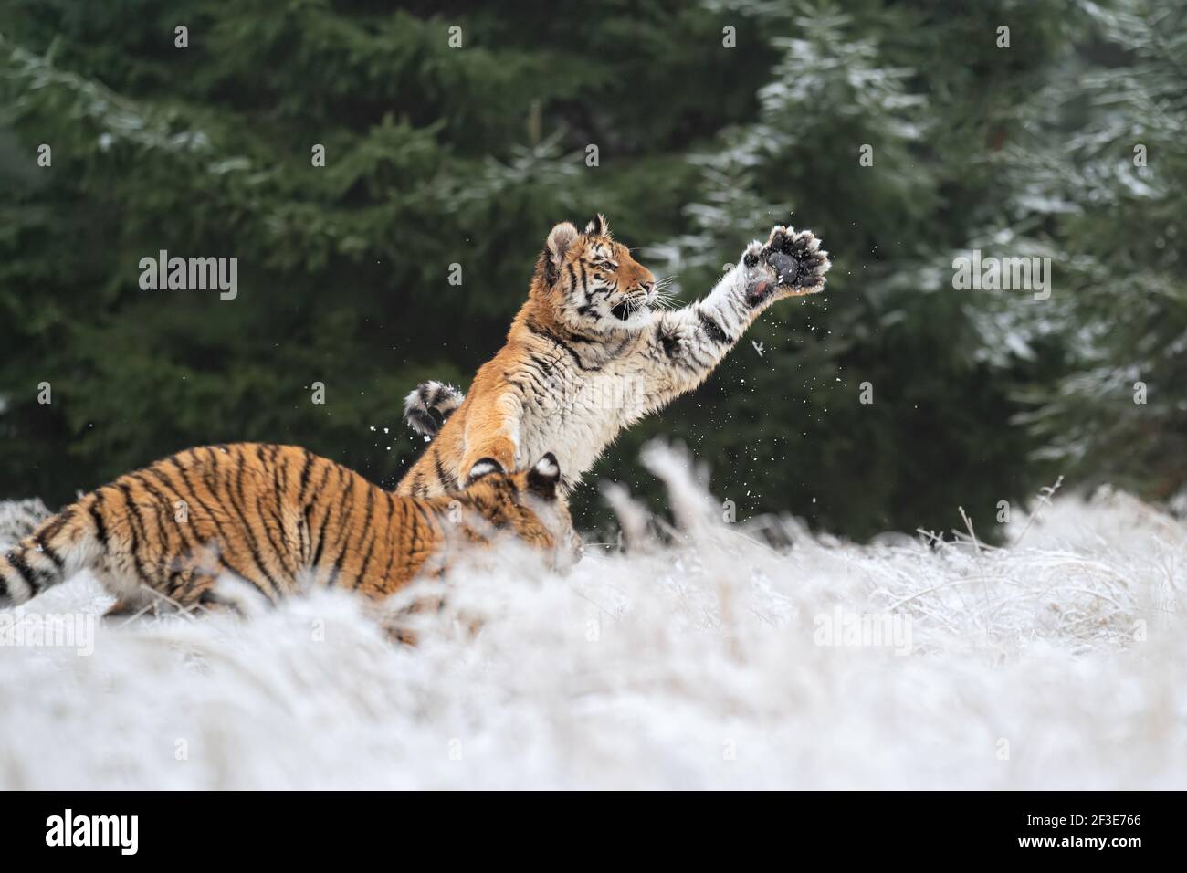 Dos tigres siberianos jugando en la nieve. Tigre atrapando nieve por sus patas. Foto de stock