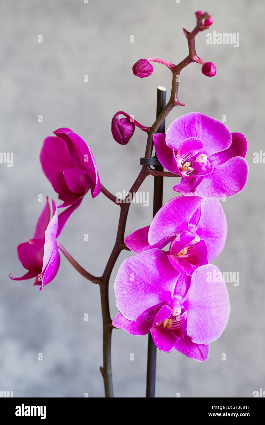 Phalaenopsis, phalaenopsis o falah de la flor de la orquídea púrpura sobre  un fondo gris. Orquídeas mariposa. Flores y flores de orquídeas violetas.  Phalaenopsi rosa Fotografía de stock - Alamy