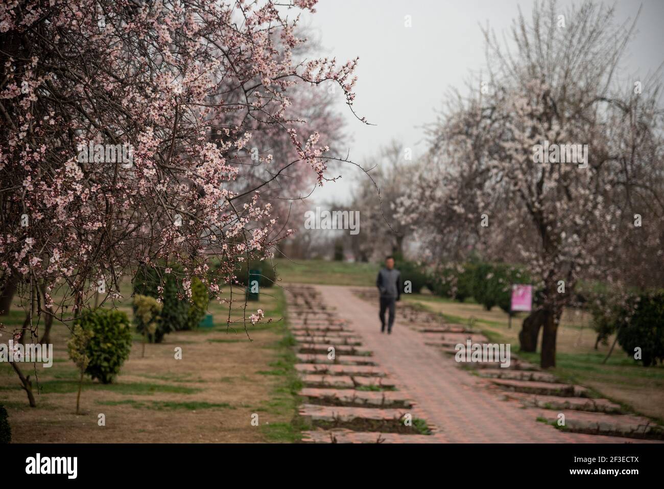 Un hombre pasa por los almendros florecidos durante una mañana de primavera  en un parque de  florecimiento de los almendros indica la  llegada de la primavera en Cachemira Fotografía de stock -