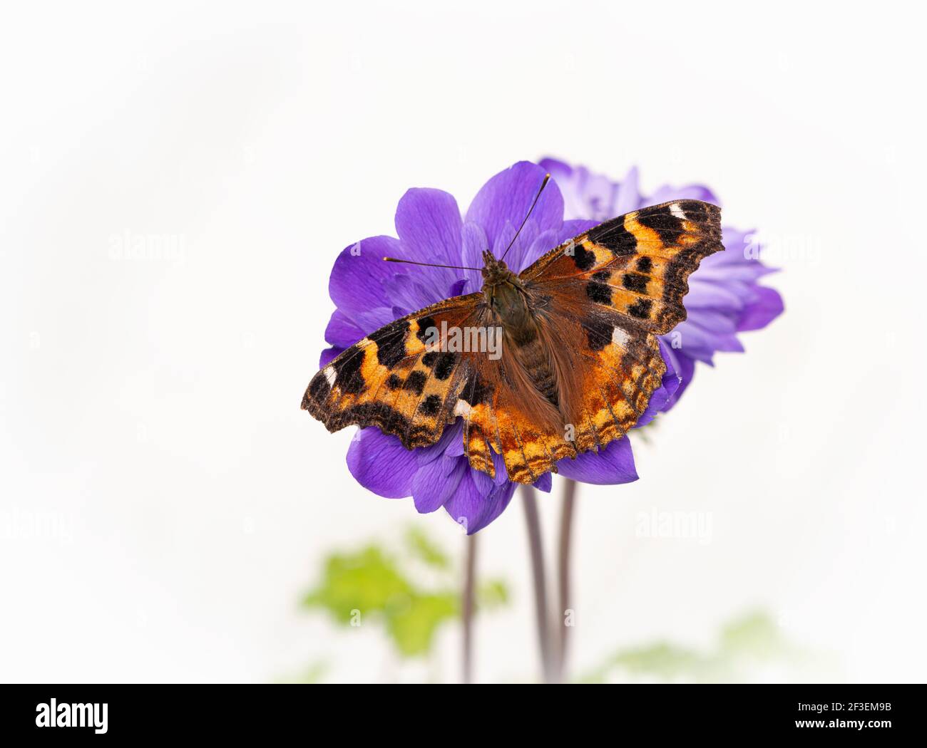 Macro de una mariposa de tortoiseshell descansando sobre una flor de anémona púrpura, sobre un fondo floral blanco Foto de stock