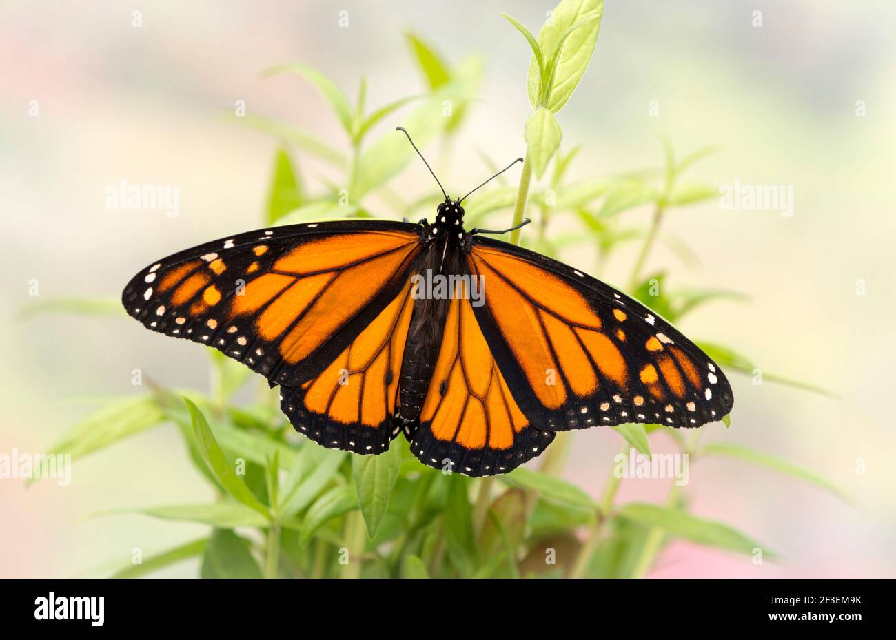 Macro de una mariposa monarca / danaus plexippus con propagación alas en plántulas de maleza Foto de stock