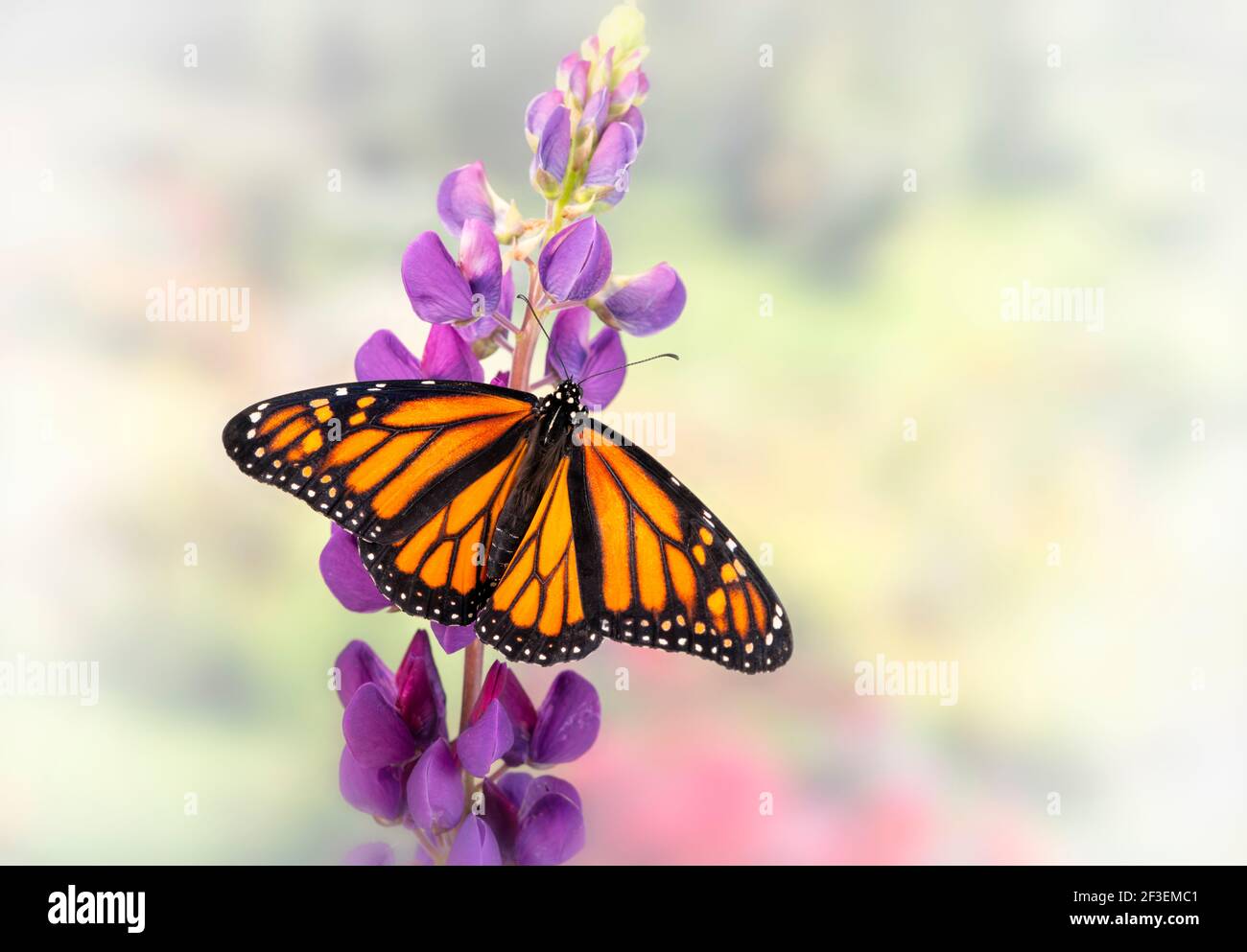 Macro de una mariposa monarca / danaus plexippus con propagación alas en una flor de chocho Foto de stock