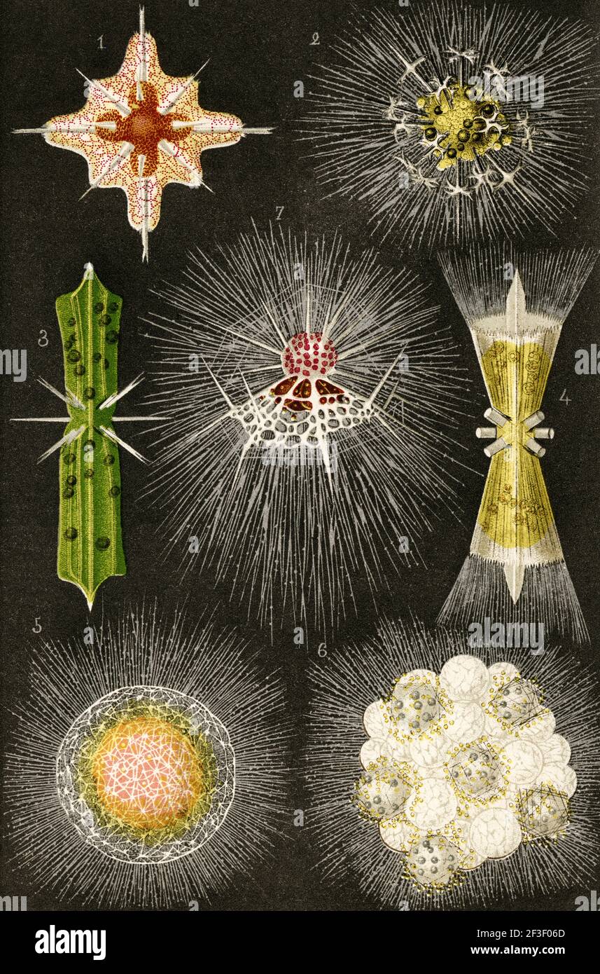 Los hongos radiotróficos, pueden usar la radiación como fuente de energía para estimular el crecimiento. La mayoría de los hongos radiotróficos usan melanina para sobrevivir. 1 Acanthostaurus purpurpurascens. 2 Anfibelona anomala. 3 Dictiosoma trigonizon. 4 Dorataspis polyancistra. 5 Diploconus fasces. 6 Cladosporium sphaerospermum. 7 Arachnocorys circuntexta. Ilustración de la litografía a color del viejo siglo 19th de el Mundo ilustrado 1879 Foto de stock