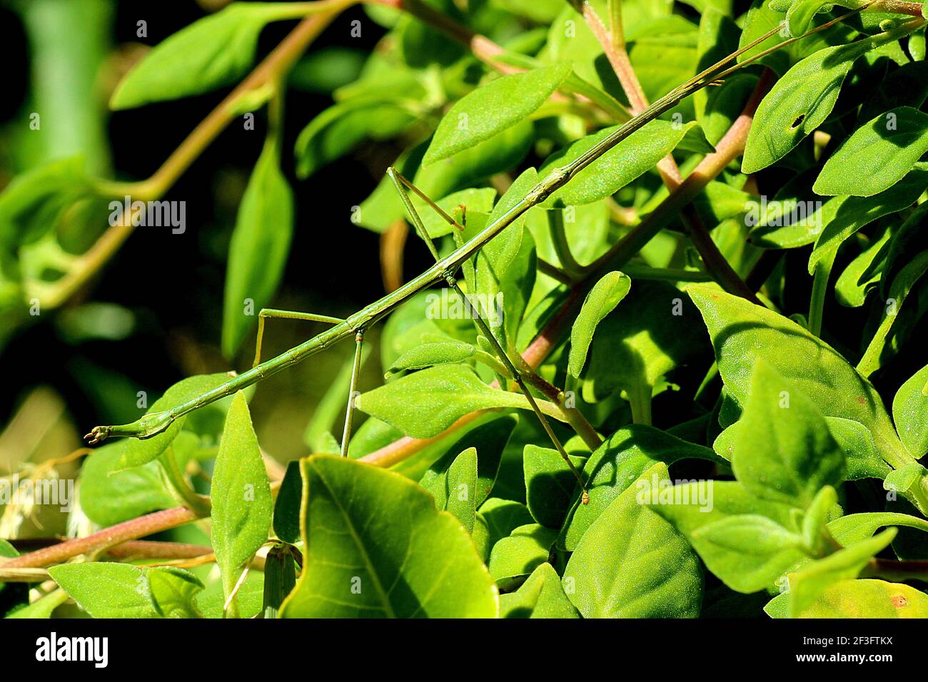 Insecto suave palo verde (Clitarchus hookeri) Sobre la planta de espinacas de Nueva Zelanda (Tetragonia) Foto de stock