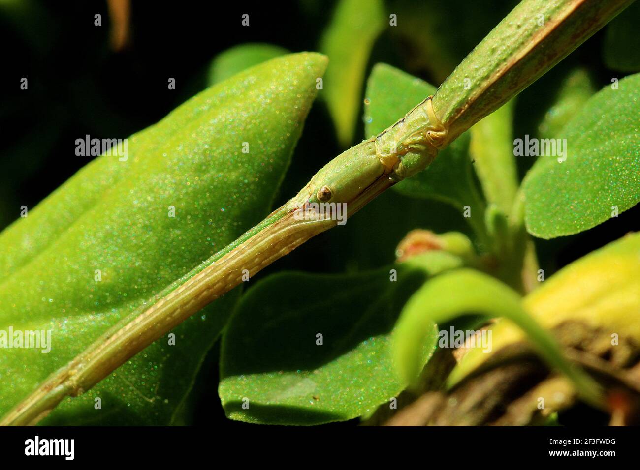 Insecto suave palo verde (Clitarchus hookeri) Sobre la planta de espinacas de Nueva Zelanda (Tetragonia) Foto de stock