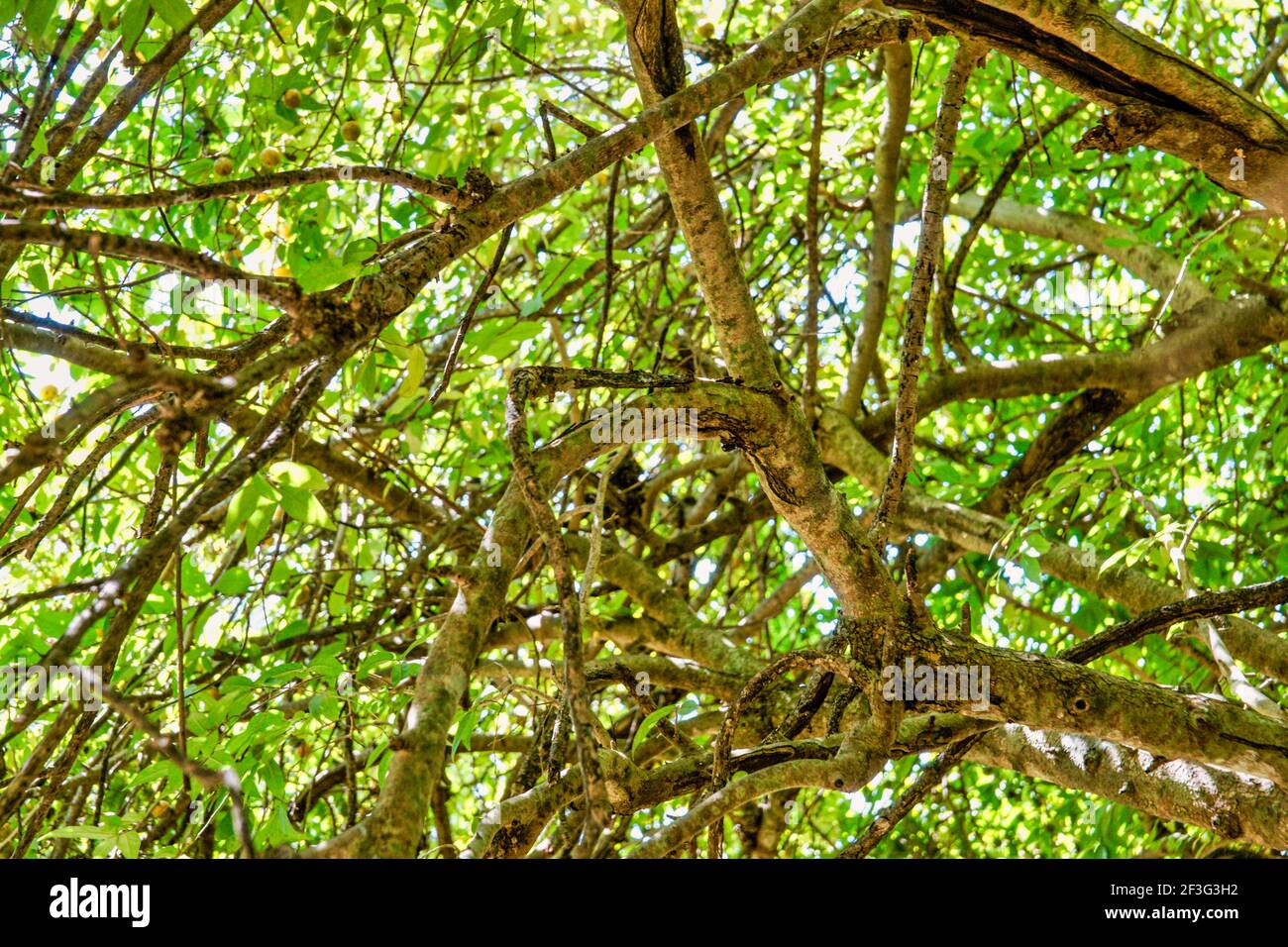 Las ramas entrelazadas forman un dosel de árboles en el Miami-Dade County  Redland Fruit and Spice Park en Florida Fotografía de stock - Alamy