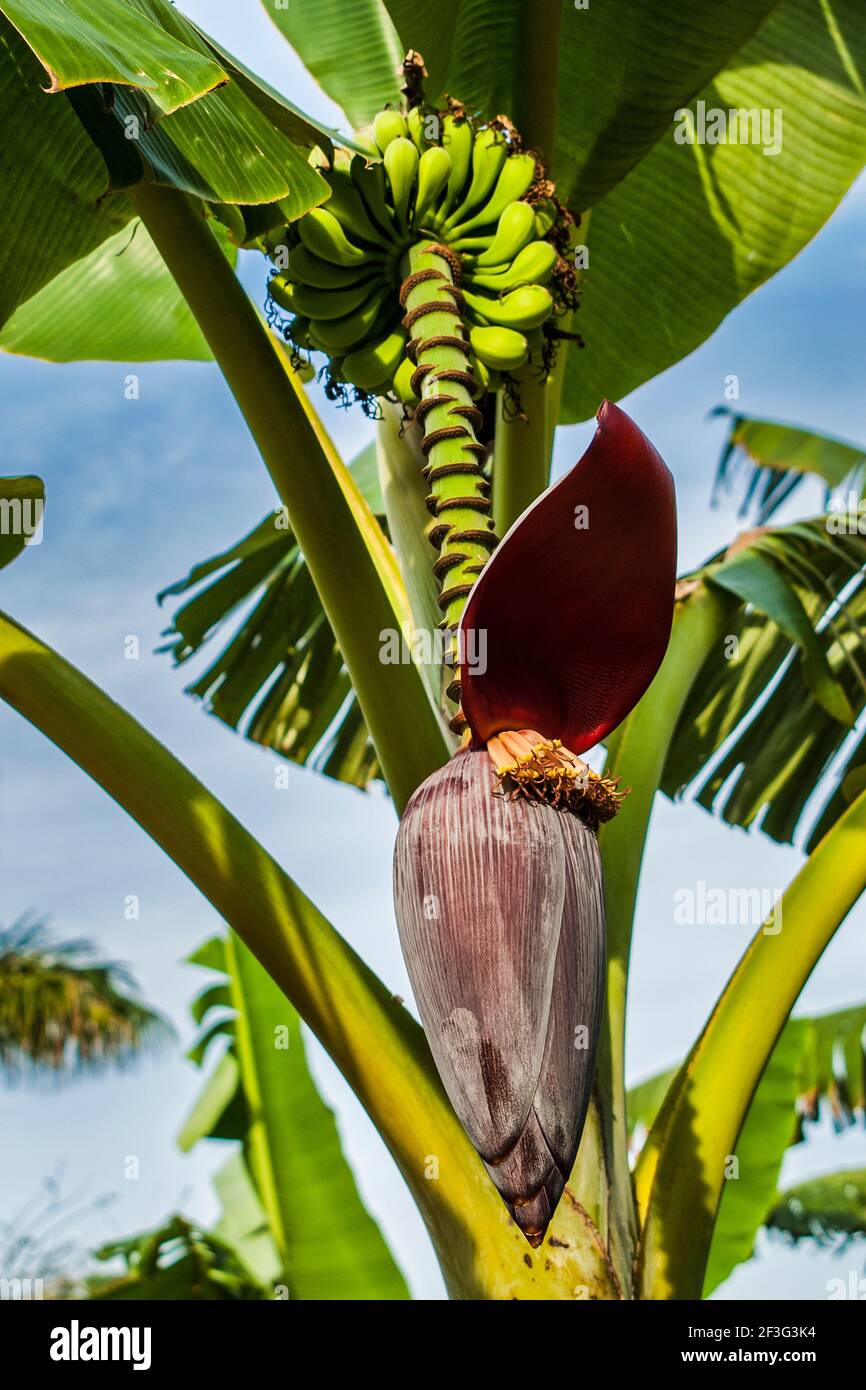 La flor cuelga debajo de un manojo de plátanos en el Miami-Dade County Redland Fruit and Spice Park en Florida. Foto de stock