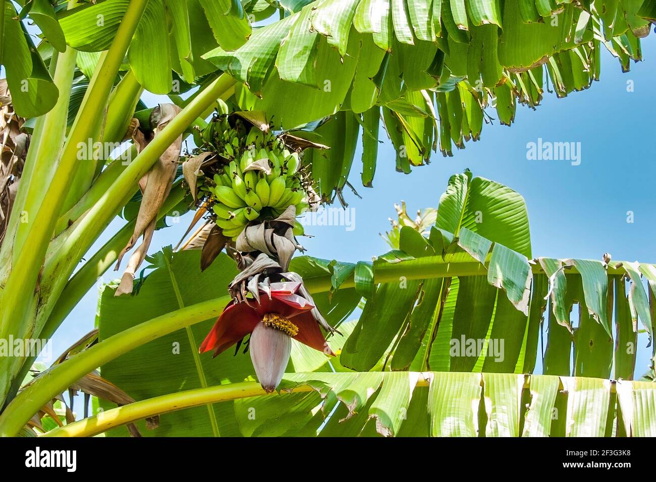 La flor cuelga debajo de un manojo de plátanos en el Miami-Dade County Redland Fruit and Spice Park en Florida. Foto de stock