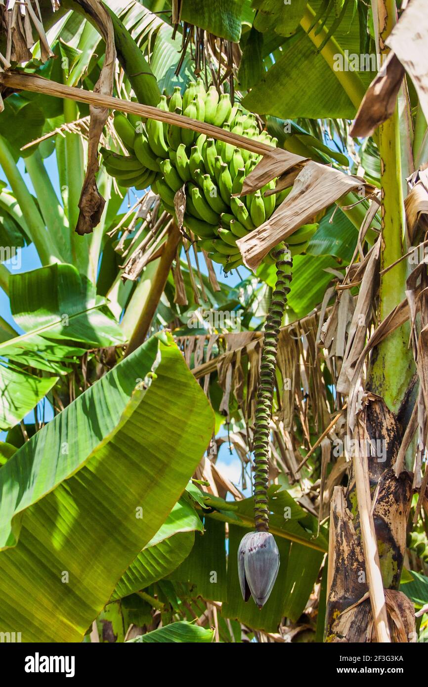 La flor cuelga debajo de un manojo de plátanos en el Miami-Dade County Redland Fruit and Spice Park en Florida. Foto de stock