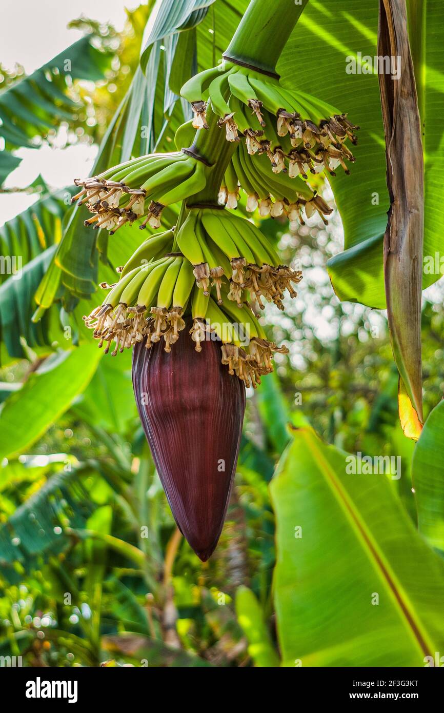 La flor cuelga debajo de un manojo de plátanos en el Miami-Dade County Redland Fruit and Spice Park en Florida. Foto de stock