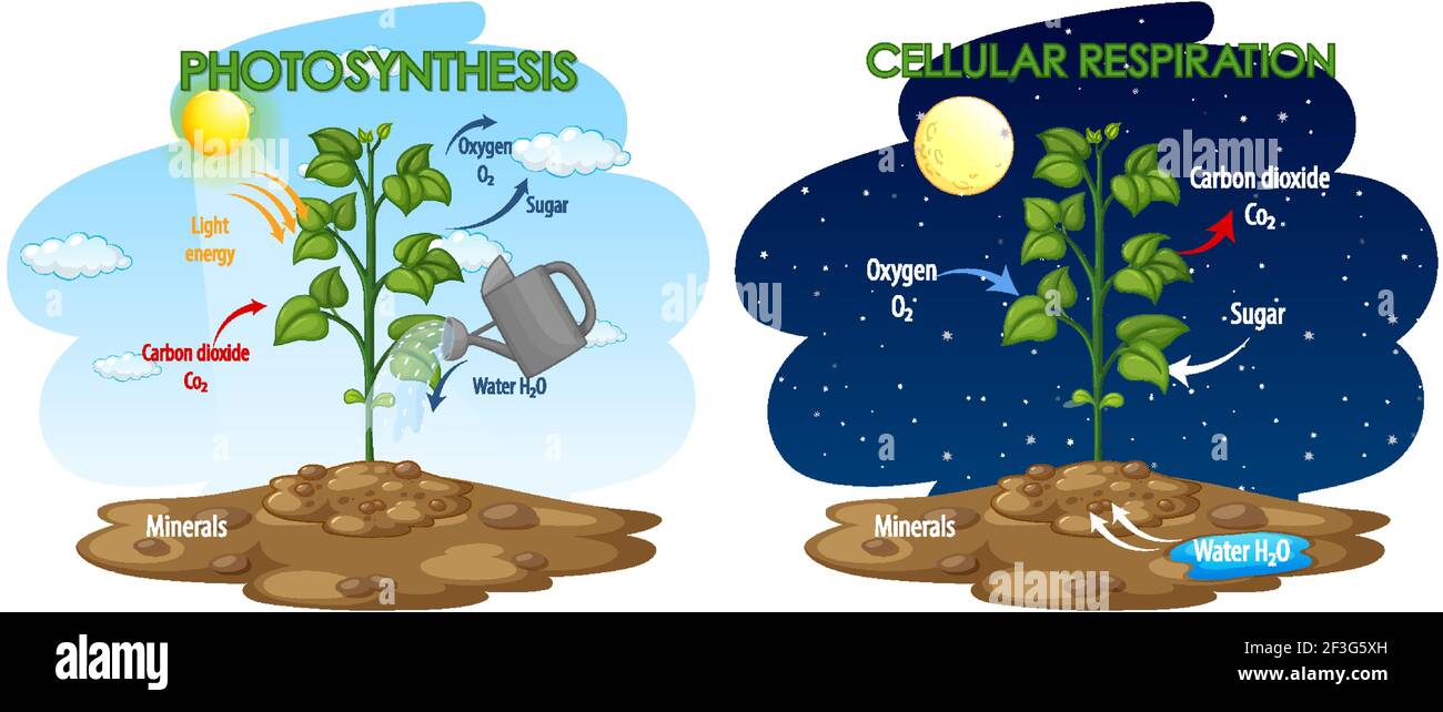 Diagrama que muestra el proceso de fotosíntesis y la ilustración de la  respiración celular Imagen Vector de stock - Alamy