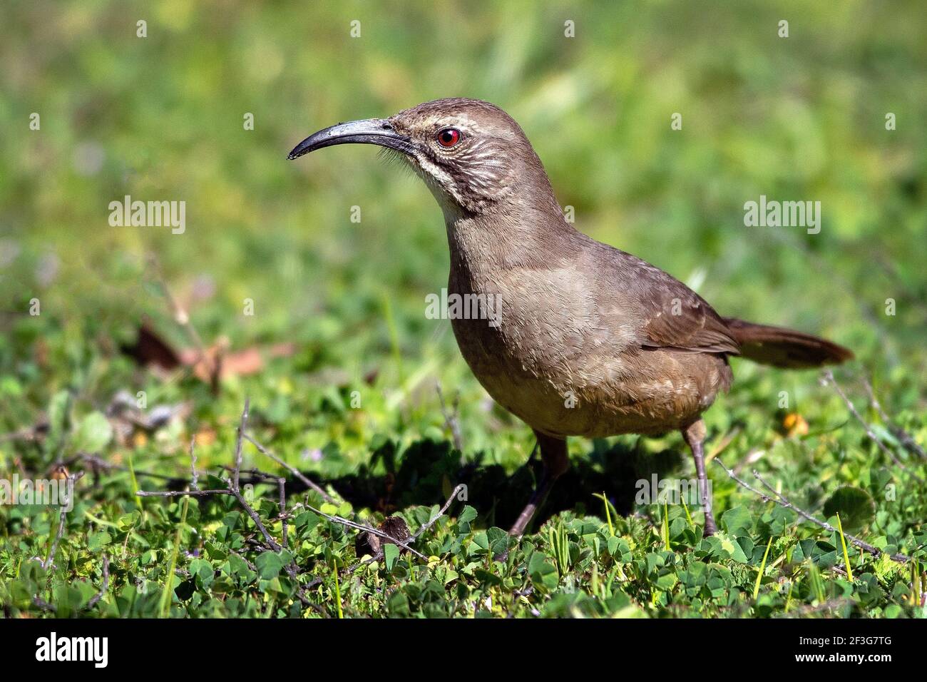 Avistamiento de insectos fotografías e imágenes de alta resolución Alamy