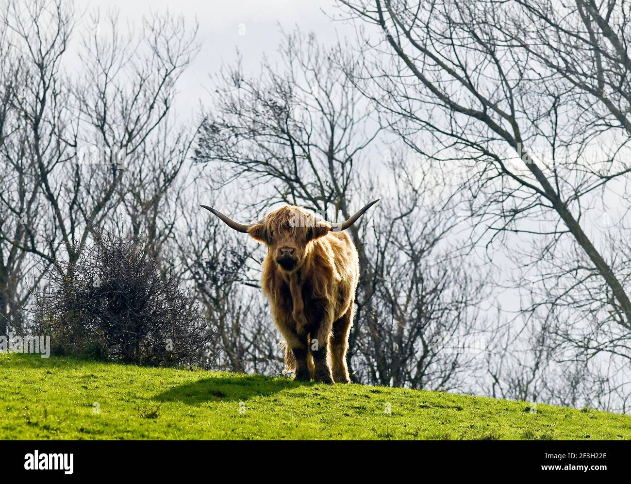 Vaca de las tierras altas en el parque “le Mont-Soleil” en Outreau (norte de Francia) Foto de stock