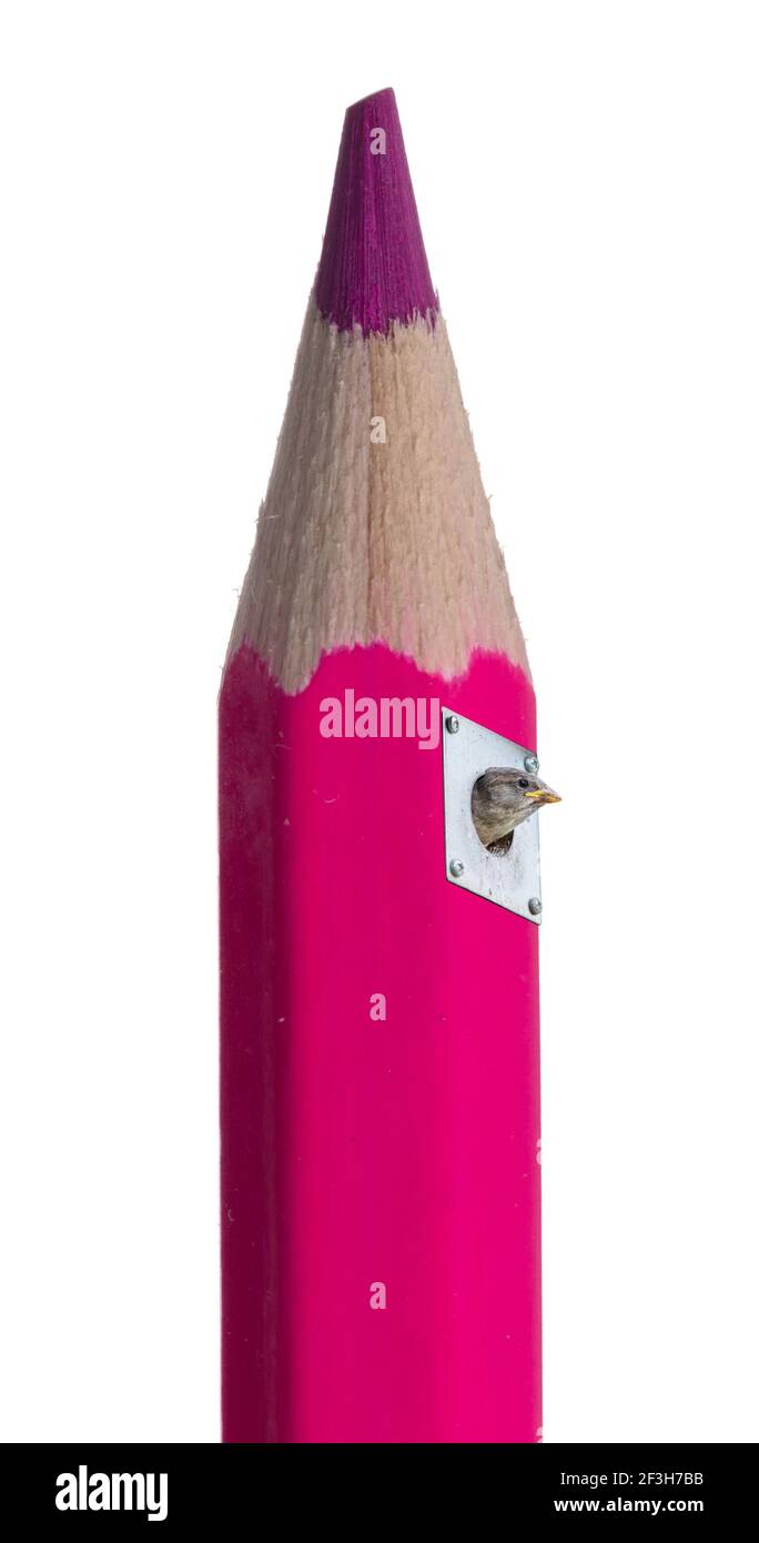 Pájaro gorrión en lápiz de color, esperando para ser alimentado, aislado en blanco Foto de stock