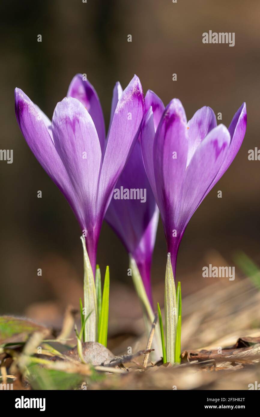 Azafrán en la primavera Foto de stock