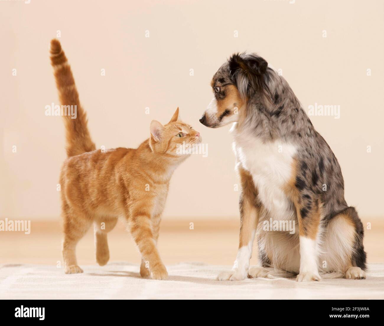 Mini Pastor Australiano y gato doméstico. Un perro adulto y un gato tabby se conocen entre sí. Alemania Foto de stock