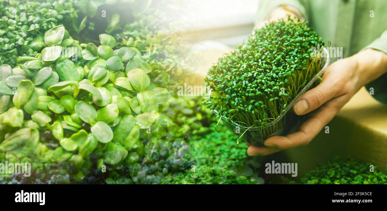 microgreens - bio brotes orgánicos frescos. espacio de la copia de la bandera Foto de stock