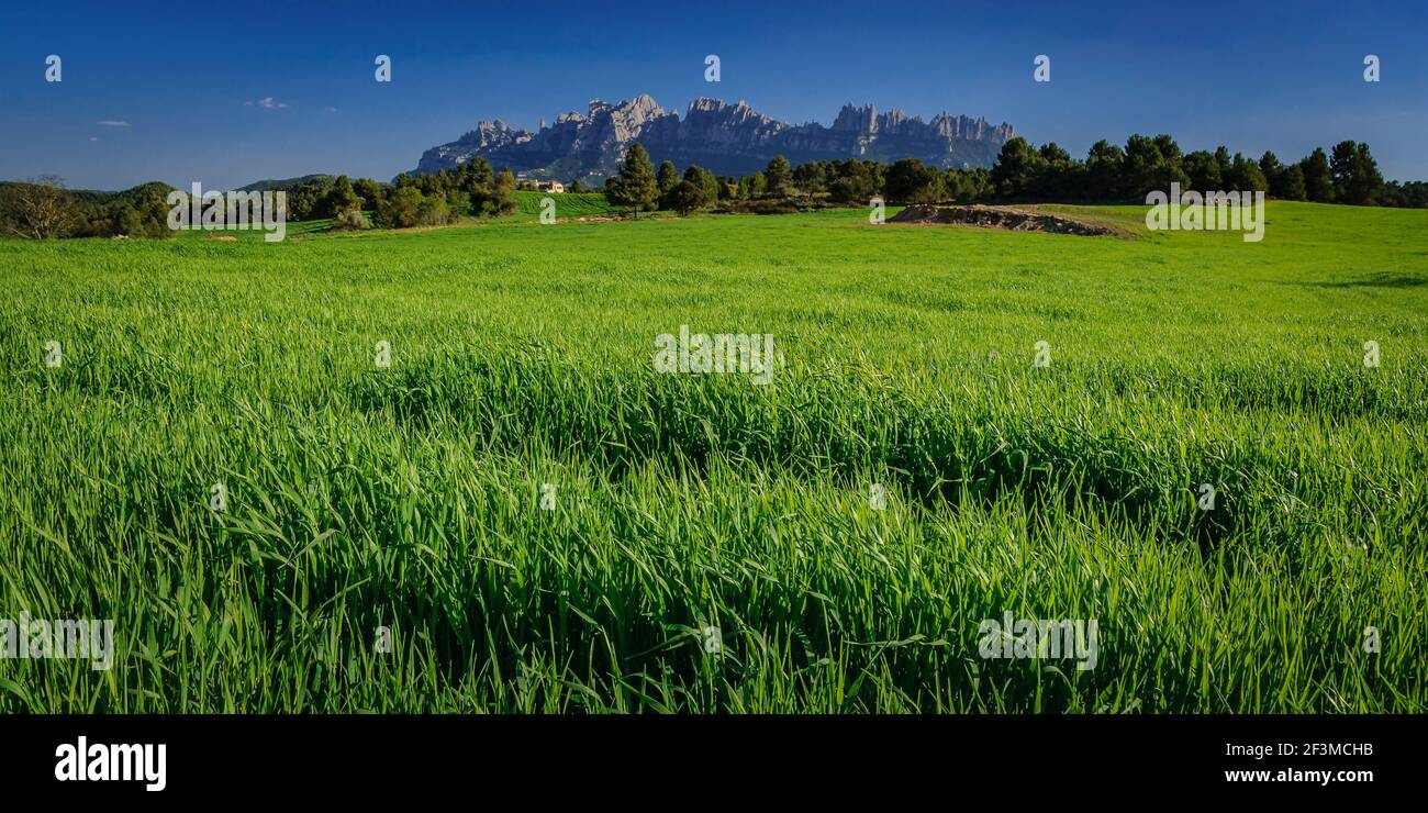Tarde de primavera entre verdes campos cerca de Sant Salvador de Guardiola, con Montserrat al fondo y Mas Brunet frente a la montaña Foto de stock
