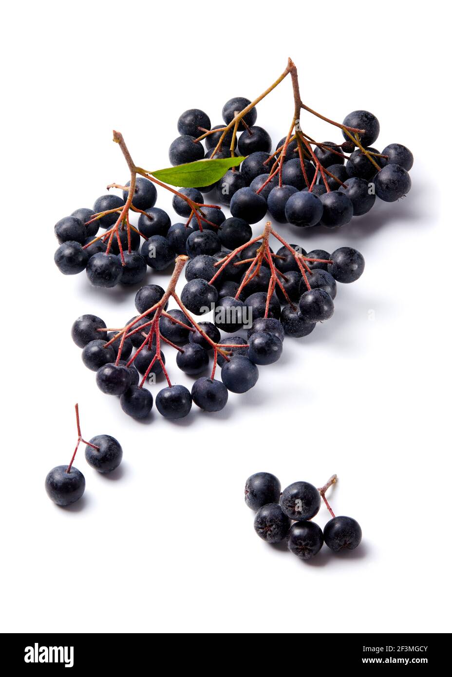 Berries de Aronia fresca sobre fondo blanco Foto de stock