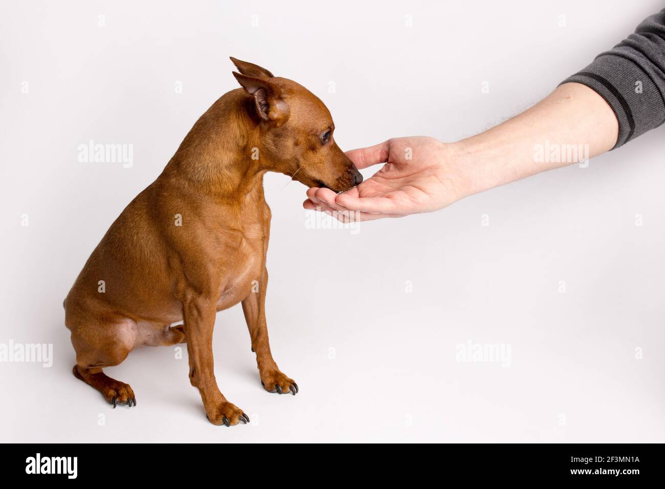 pinscher marrón en miniatura sobre fondo blanco. Emociones de un perro  Fotografía de stock - Alamy