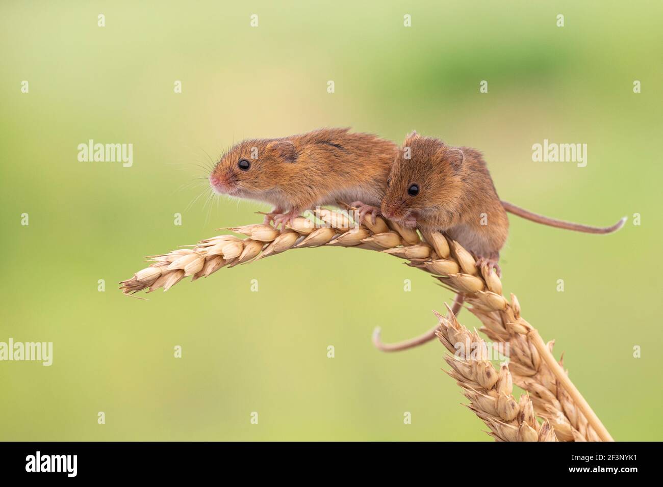 Ratones de cosecha (Micromys minutus), cautiva, UK Foto de stock