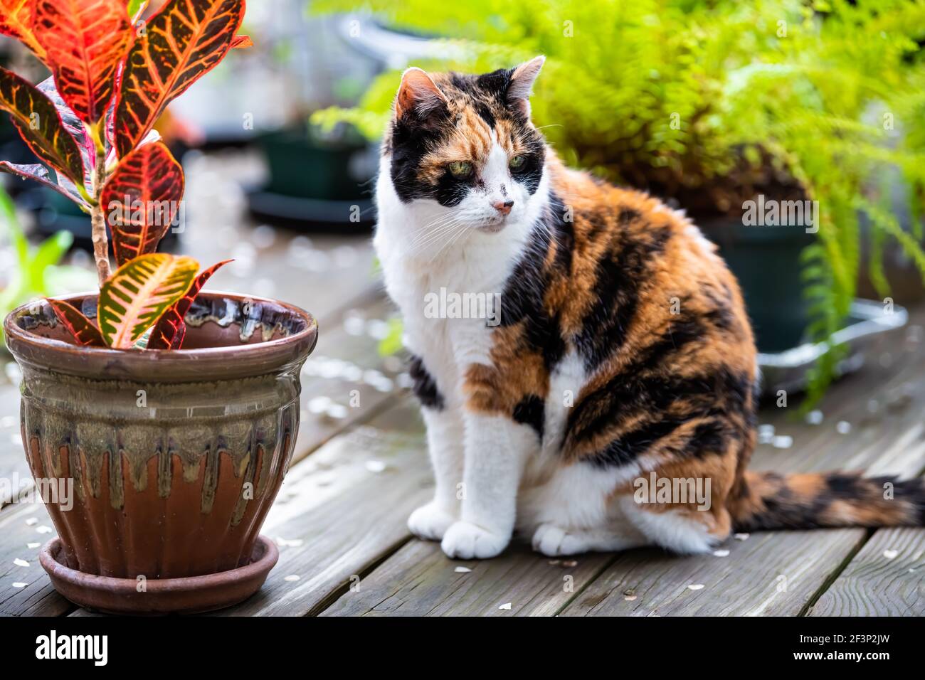 Retrato de un gato calico sentado en la cubierta de madera croton planta  colorida y helecho en maceta en casa casa jardín en primavera bokeh fondo  borroso Fotografía de stock - Alamy