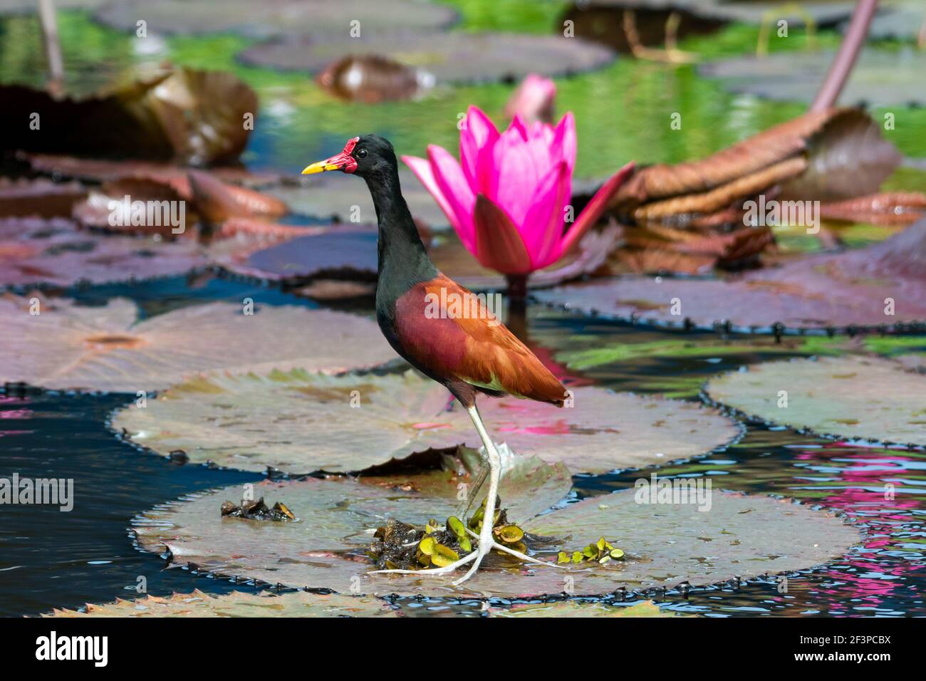Una Jacana Wattled de pie sobre nenúfares en un estanque con una flor de loto rosa. Vida salvaje en la naturaleza. Escena tropical Foto de stock
