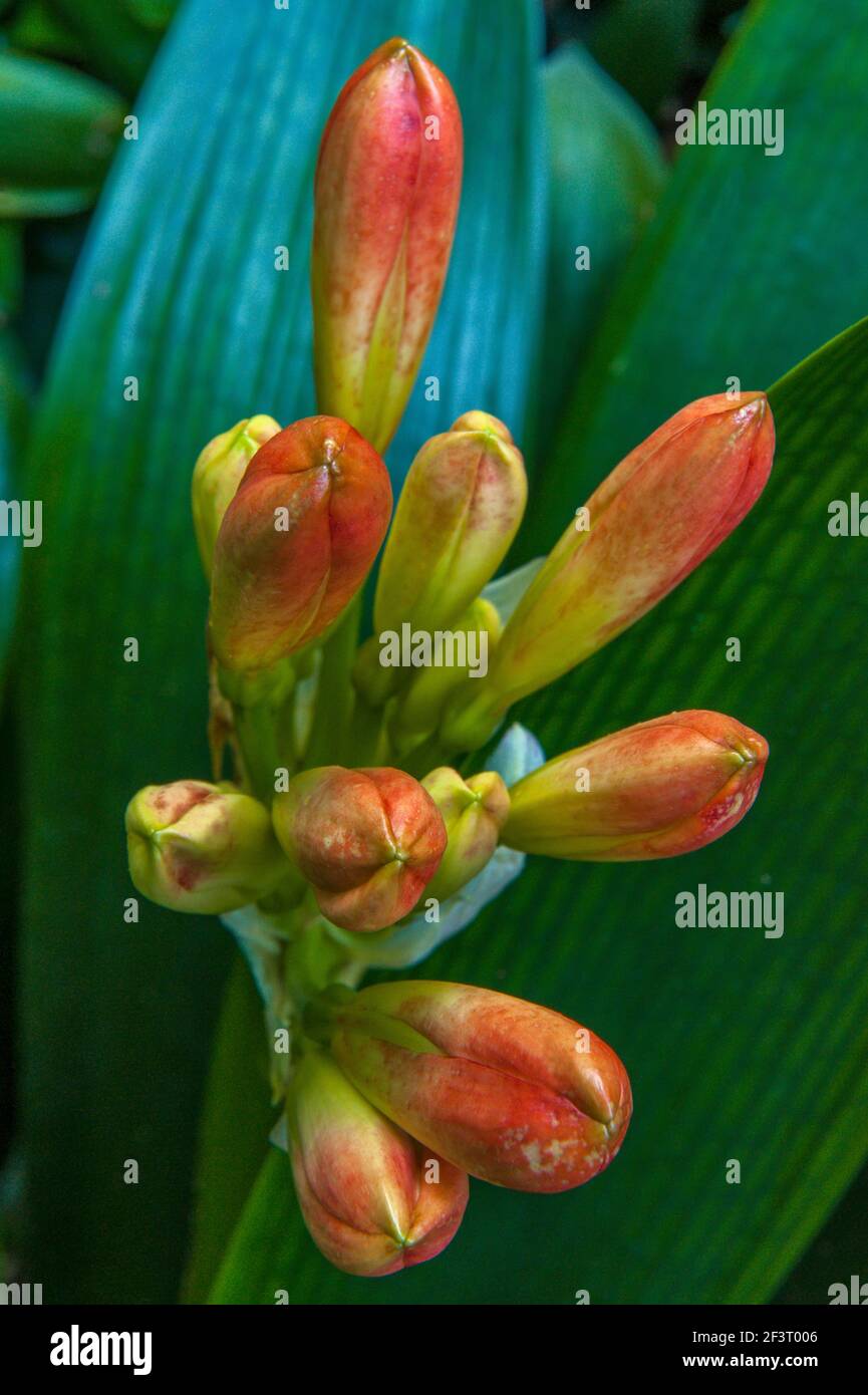 Flor de Clivia, lirio de Kaffir, Amaryllidaceae, Jardín de ciprés, Valle de Mill, California Foto de stock