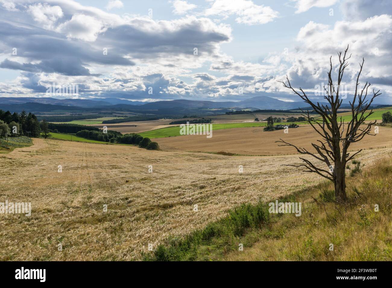 Colinas ondulantes y campos con cultivo de cebada en una tarde de verano cerca del tiempo de cosecha cerca de Tarland en Aberdeenshire, Escocia Foto de stock