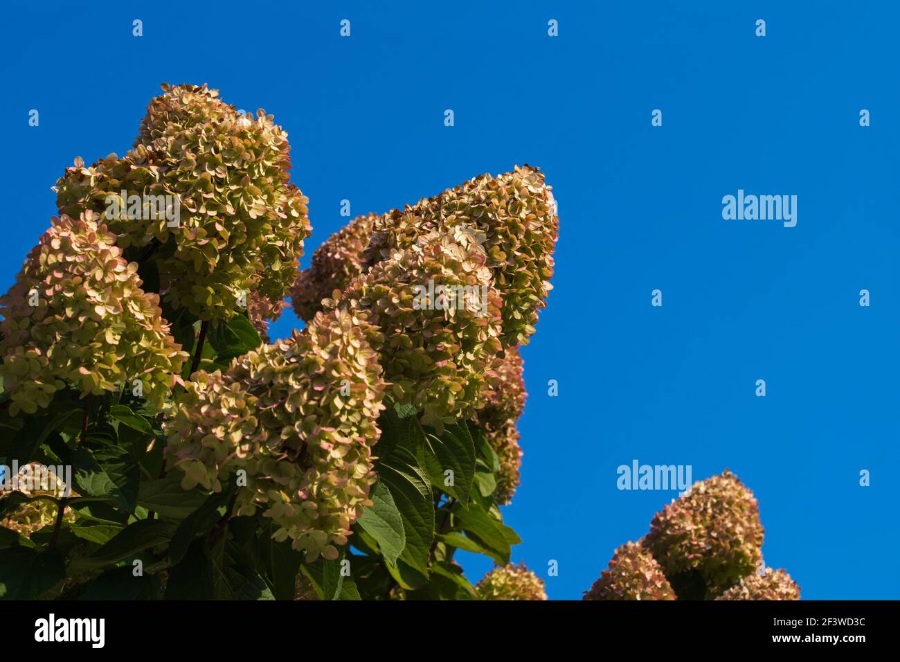 Brotes redondeados piramidales de flores hidrangea con pétalos de limón con puntas rosadas pálidas sobre un fondo de cielo puro azul claro de la mañana. Espalda orgánica natural Foto de stock