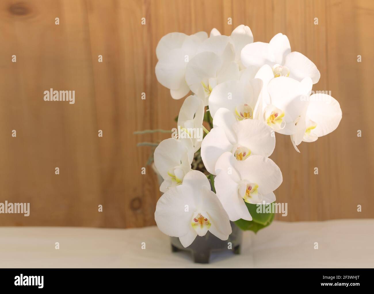Phalaenopsis orquídea blanca en flor con muchas flores sobre fondo de  madera. Cómo hacer que la orquídea florezca concepto. Copiar espacio y  enfoque selectivo Fotografía de stock - Alamy