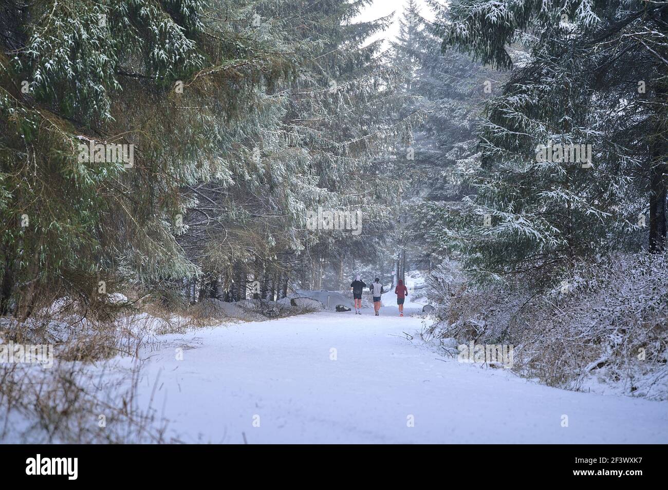 Útil Armario Sermón Hermoso paisaje de bosques de invierno raros y la gente en pantalones cortos  corriendo ejercicio durante el cierre de coronavirus en el Parque Nacional  de Ticknock Forest, Co. Dublín Fotografía de stock -
