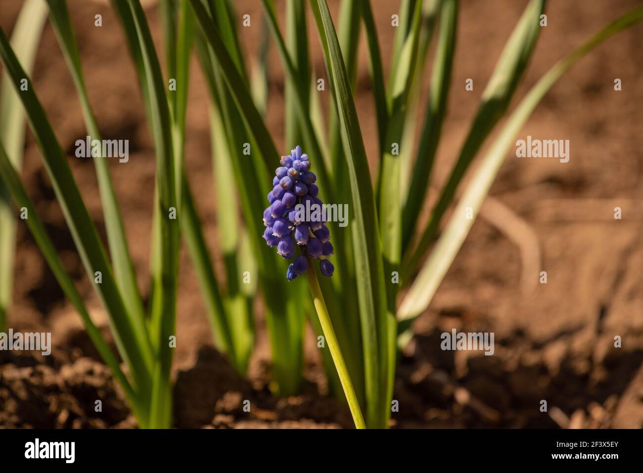 Flor salvaje flor salvaje botánica Flor de naturaleza púrpura. Flores de primavera púrpura Fotografía de stock - Alamy Flor salvaje flor salvaje botánica Flor de naturaleza púrpura. Flores de primavera púrpura Fotografía de stock - Alamy