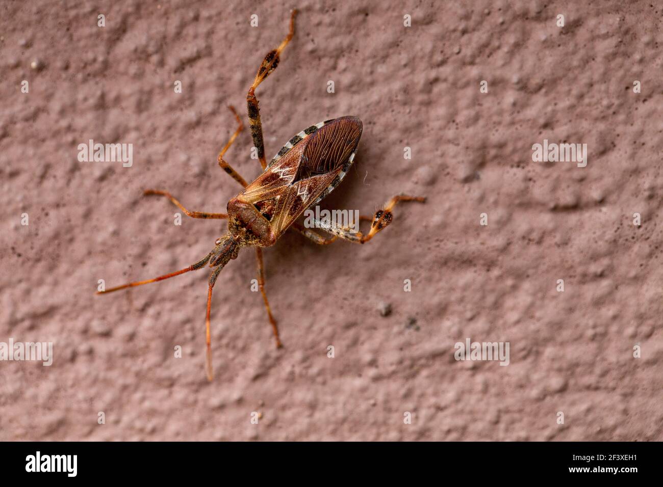 Insecto americano de pino Leptoglossa occidentalis escalada en una pared marrón Foto de stock