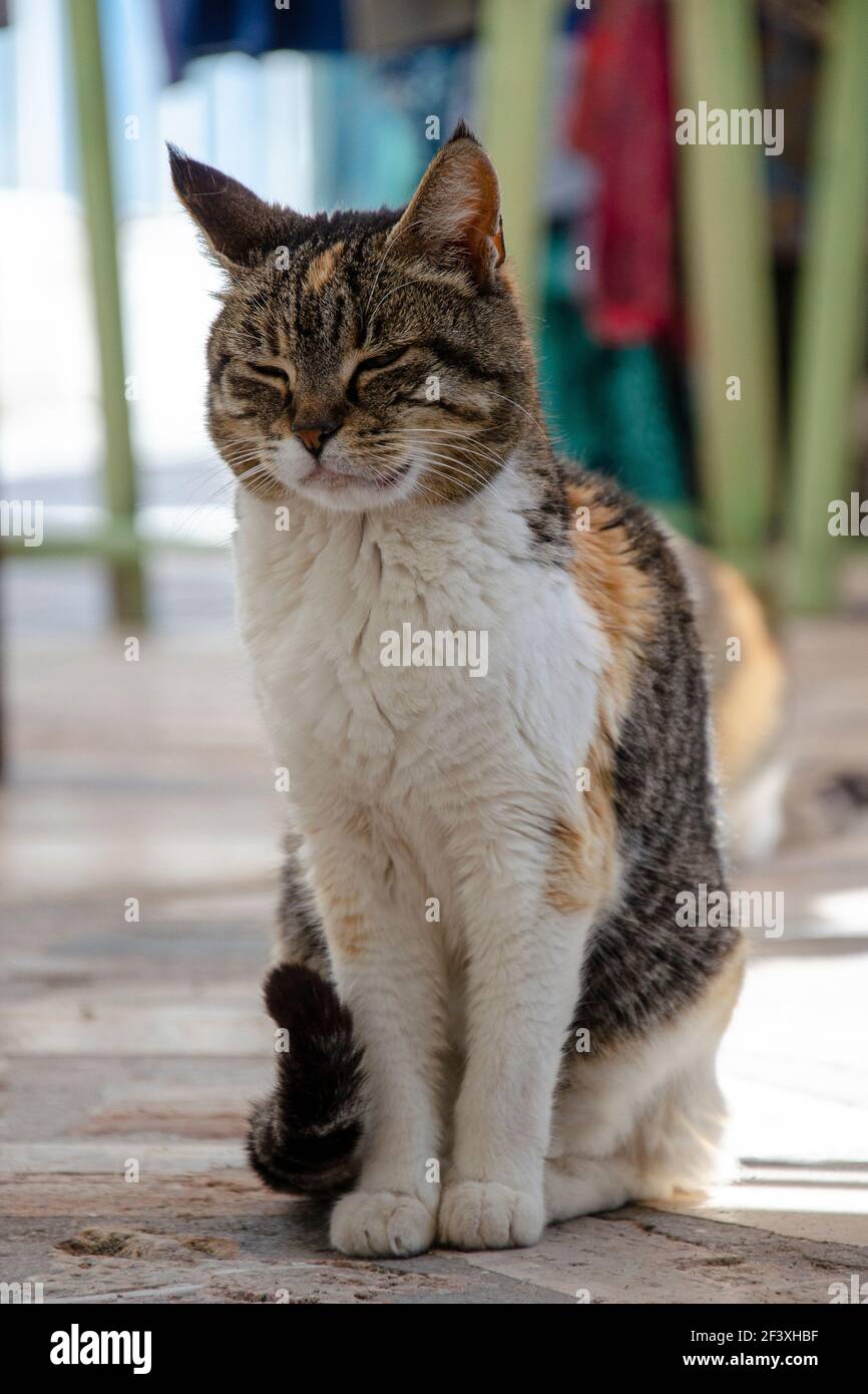 Gato Retrato en la taberna griega en creta Fotografía de stock - Alamy