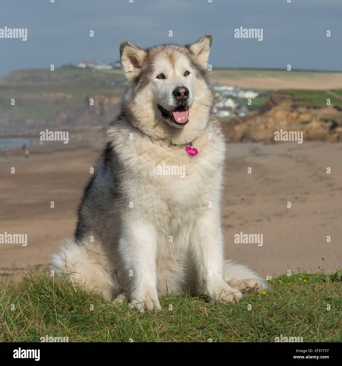 puede un malamute de alaska vivir en groenlandia