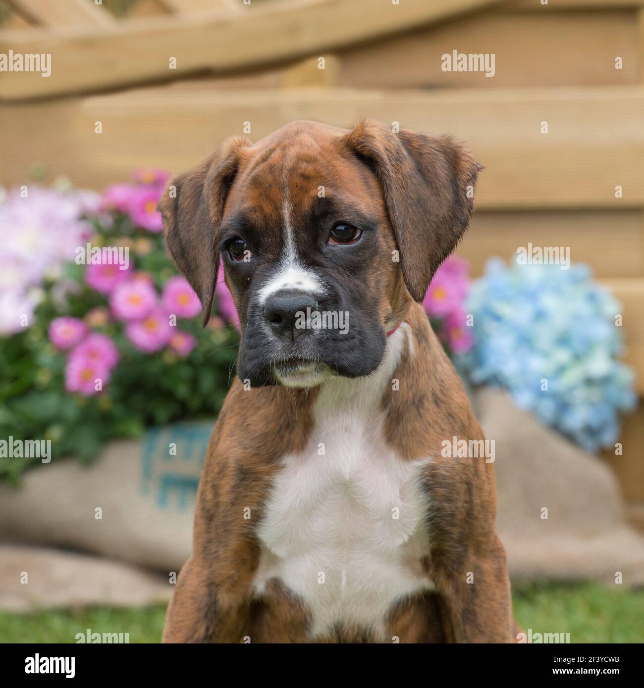 cachorro de Boxer Foto de stock