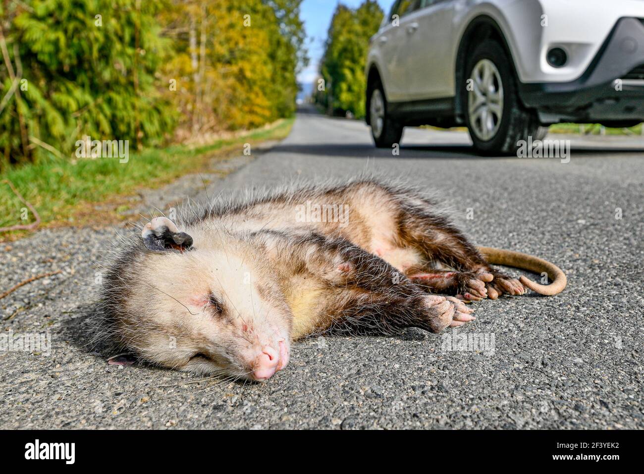Opossum Possum Fotos e Imágenes de stock Alamy
