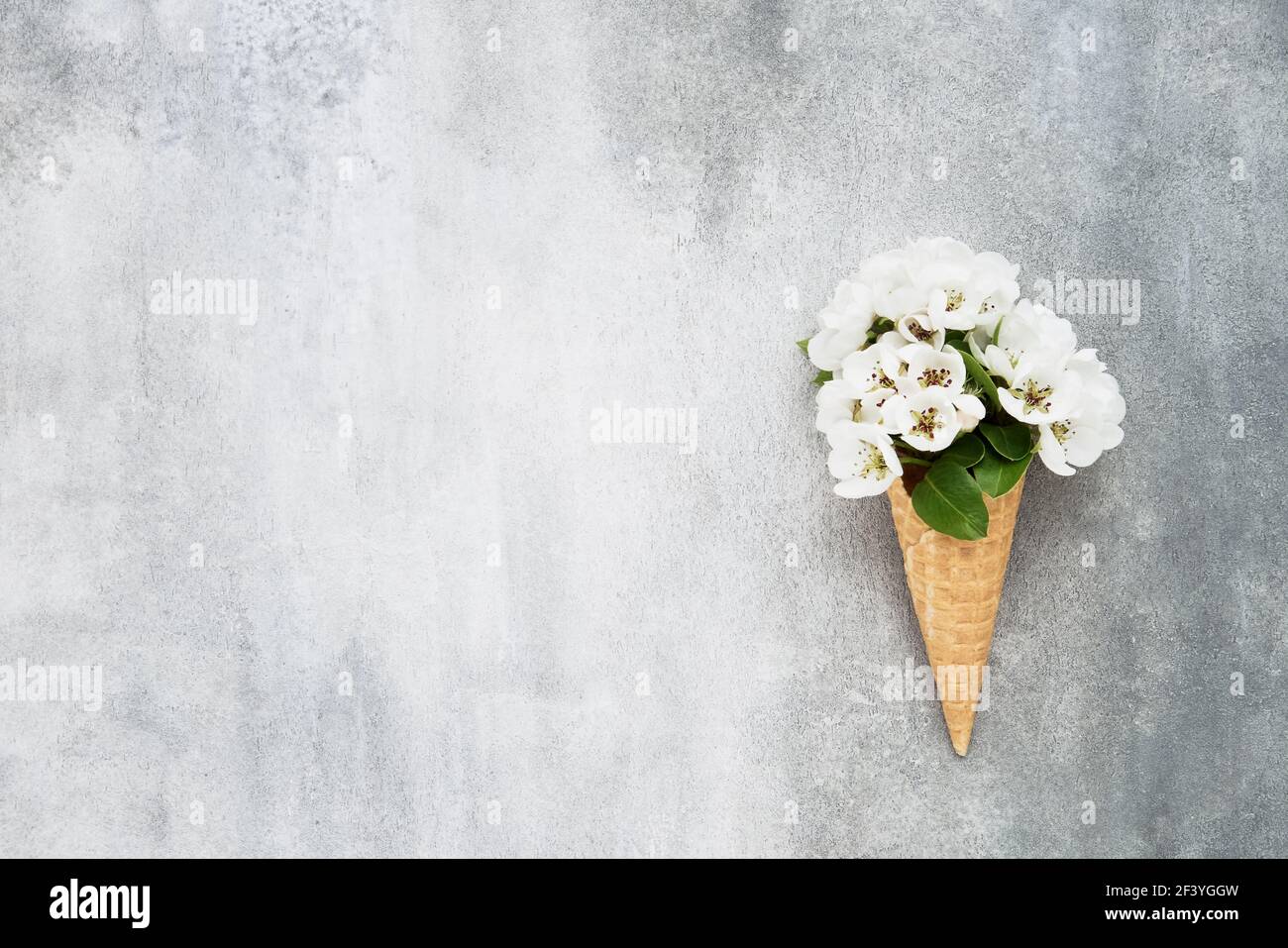 Cono de helado de waffle con flores de pera sobre fondo gris. Concepto de primavera. Copiar espacio para texto, vista superior Foto de stock