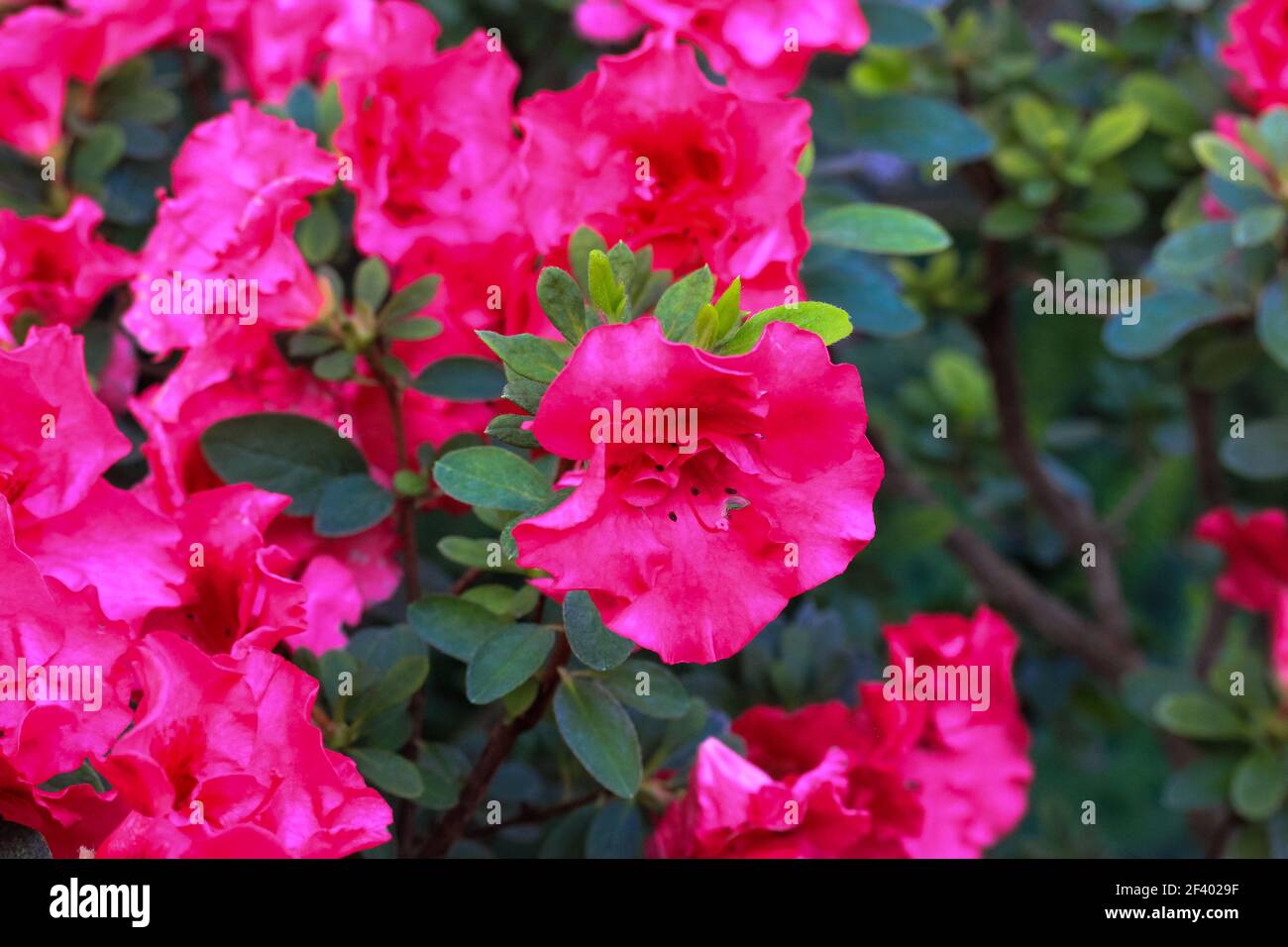 Flores de azalea rosa en flor con hojas verdes en el arbusto. Un hermoso  jardín tropical en primavera. Temporada de floración de Rhododendron en  abril, mayo. Az Fotografía de stock - Alamy
