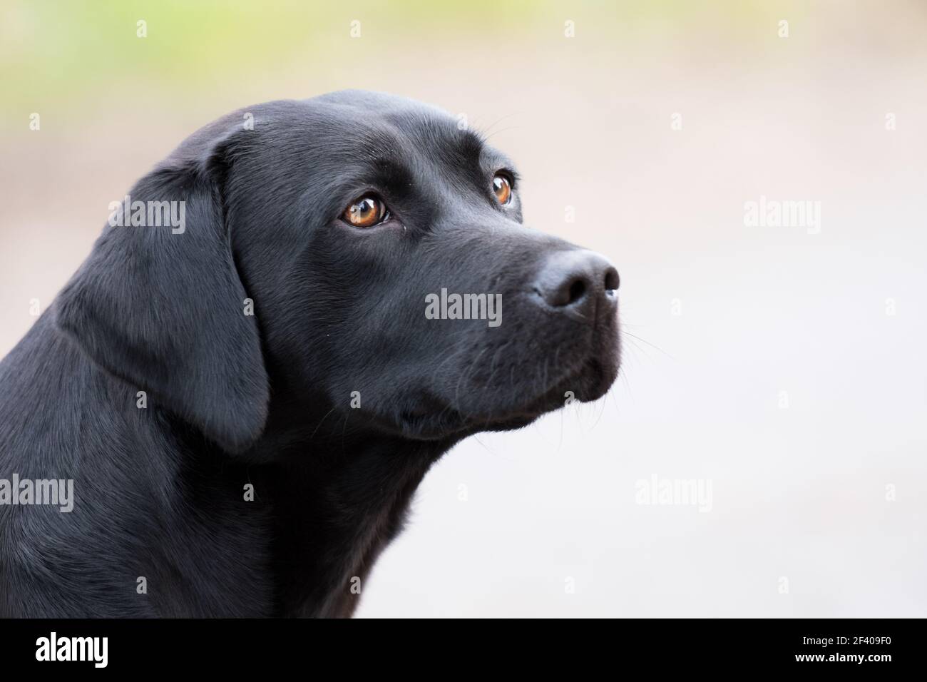 Trabajando labrador, perro, retrato Foto de stock