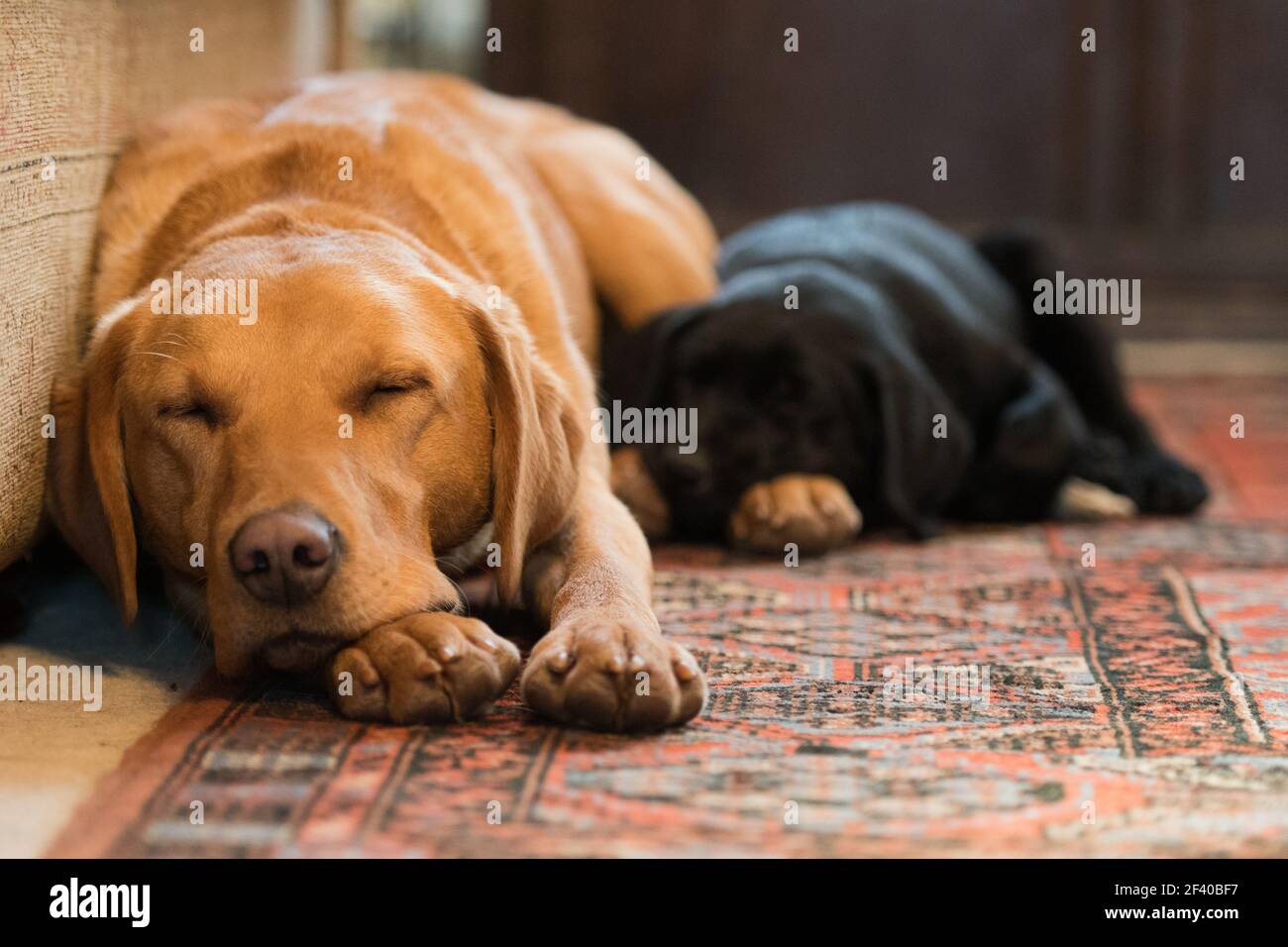 Cachorro labrador negro y adulto fotografías e imágenes de alta resolución Alamy