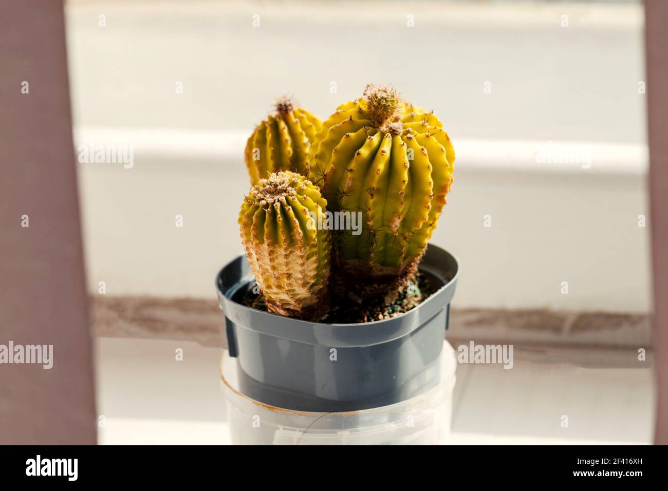 Los cactus están en una olla en el alféizar de la ventana. Planta de habitación en macetas en el jardín del alféizar de la ventana. Los cactus están en una olla en el alféizar de la ventana. Planta de habitación en maceta en el alféizar. Foto de stock
