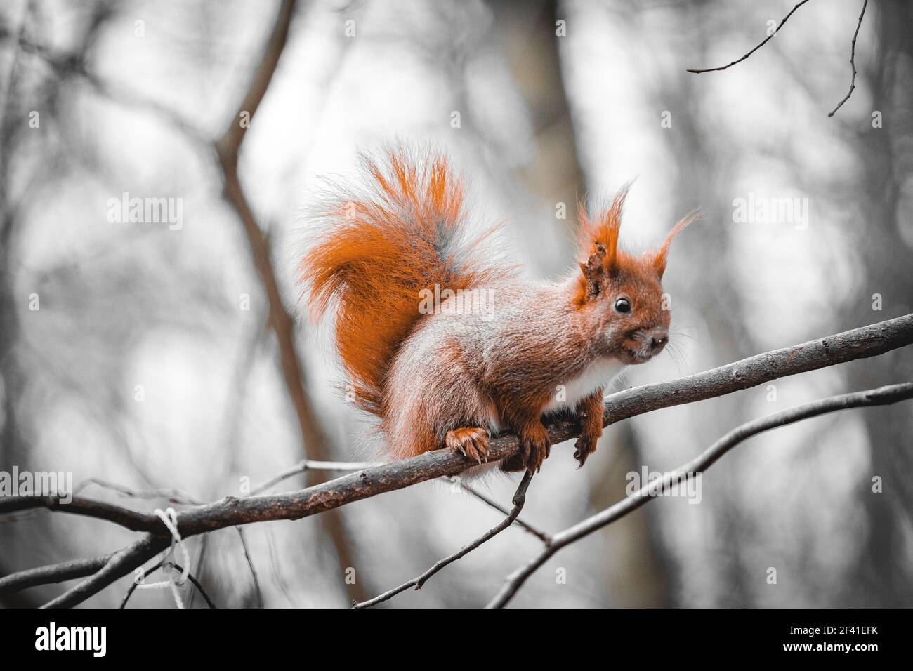 ardilla roja en un árbol en un ambiente gris Foto de stock